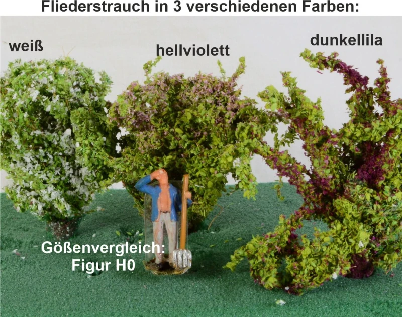 Fliedersträucher groß