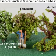 Fliedersträucher groß