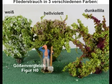 Fliedersträucher groß