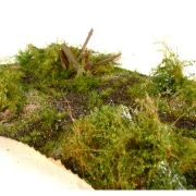 Waldbodenmatte Frühling