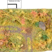 Waldbodenmatte Herbst
