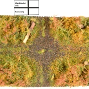 Waldbodenmatte Herbst
